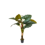 ΦΥΤΟ ΚΟΛΟΚΑΣΙΑ (COLOCASIA ESCULENTA)  ΜΕ ΓΛΑΣΤΡΑ  ΜΕΓΕΘΟΣ  165ΕΚ