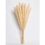 Αποξηραμένα Pampas Φυσικό Εκρού ~15τμχ  Y75-80cm - Image 2