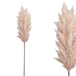 Κλαδί Pampas Κορταδέρια Σομόν Υ86 εκ. - Image 2
